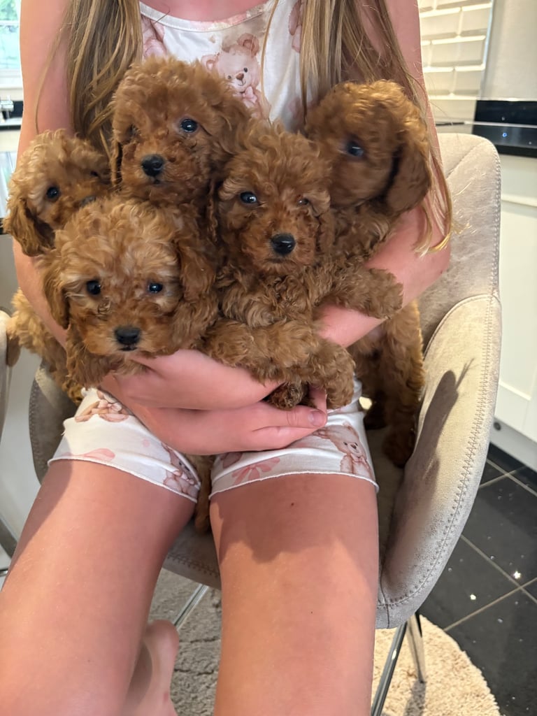 Miniature red poodles 