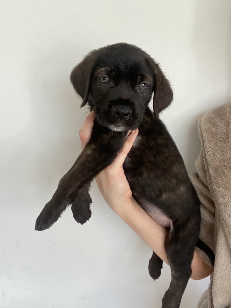 image for 🐾 Beautiful Cane Corso Puppies – Ready Soon! 🐾