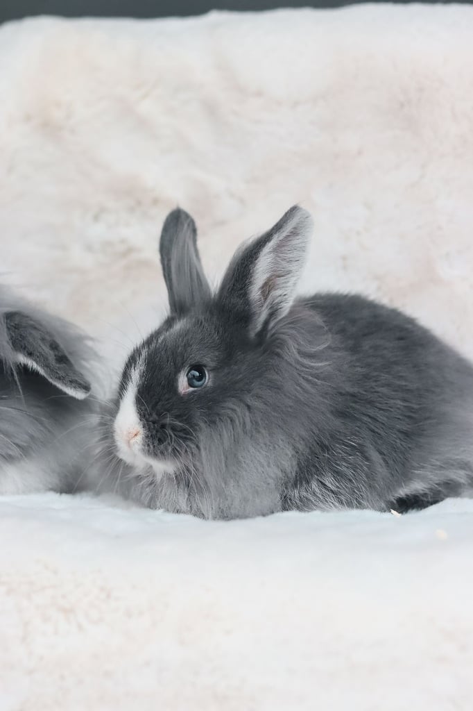 2 Adorable Young Lion Lop Rabbits 
