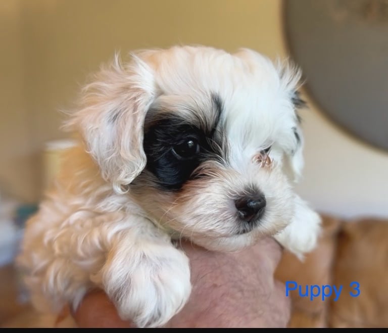Exquisitely Cute Toy Teddy Maltipoo Puppies