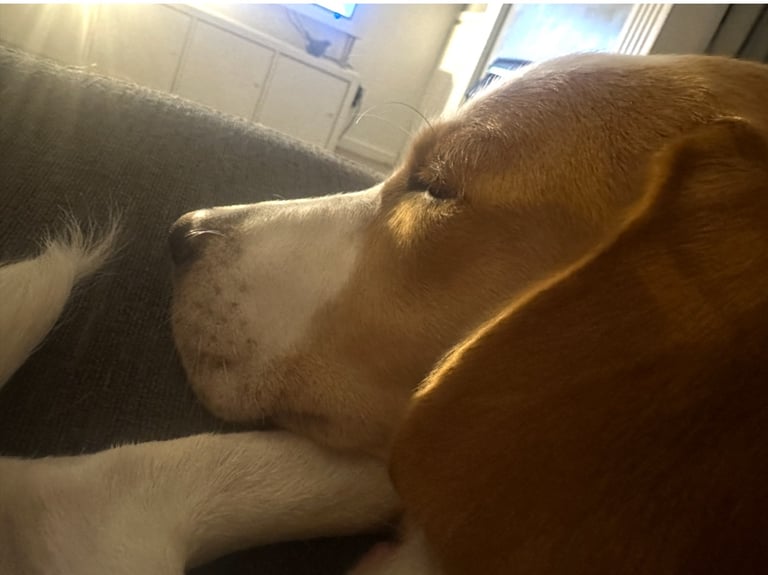Female Beagle Cross 