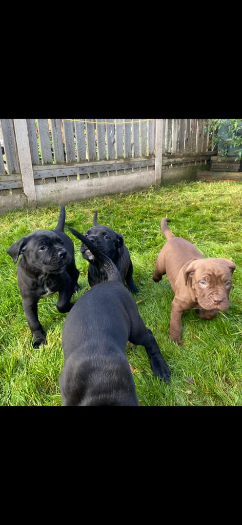 Cane corso x presa canario pups