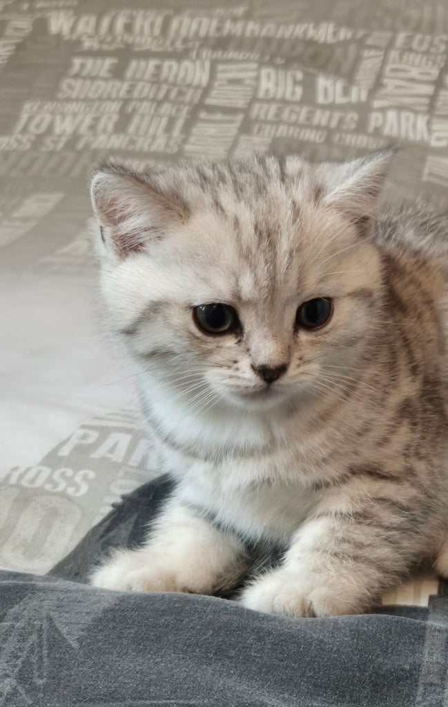 British shorthair kitten (FEMALE)