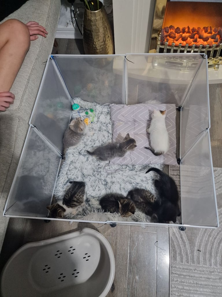 7 kittens 