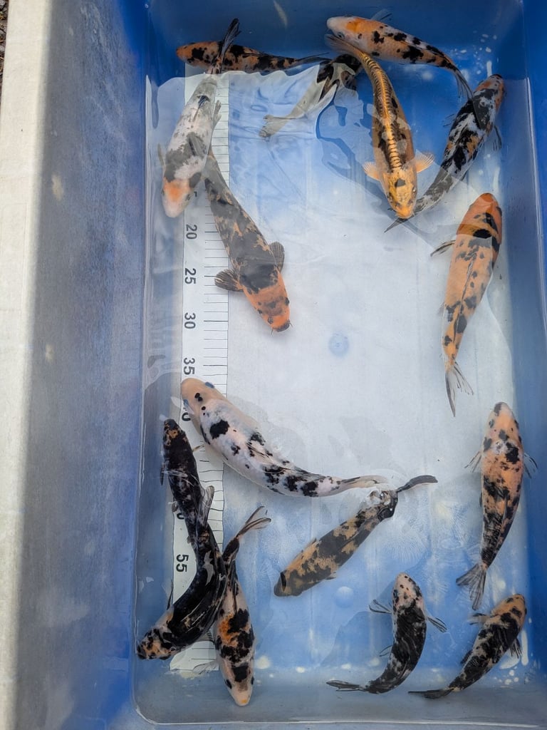 Koi Carp / Swansea Valley / 6 - 10+ inches Assorted varieties