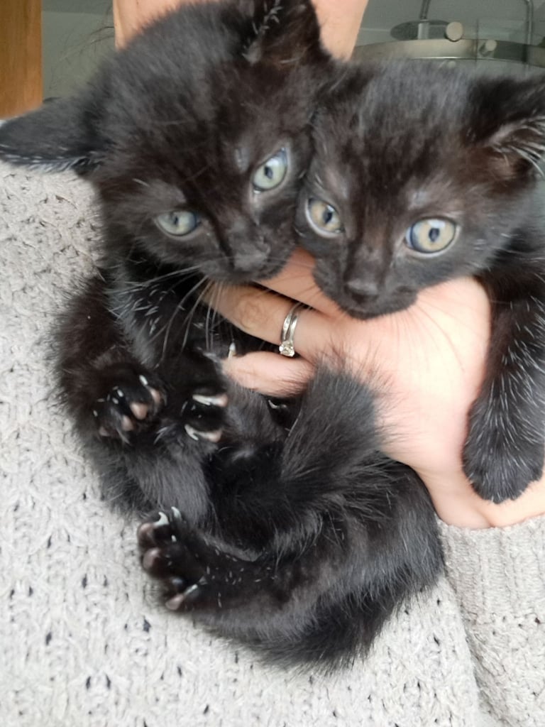 Two black/tabby kittens for sale