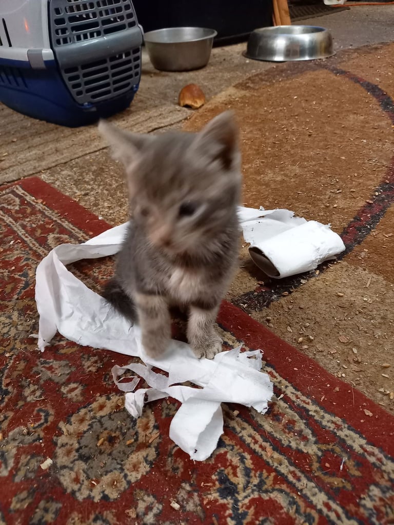 Kitten's for sale 