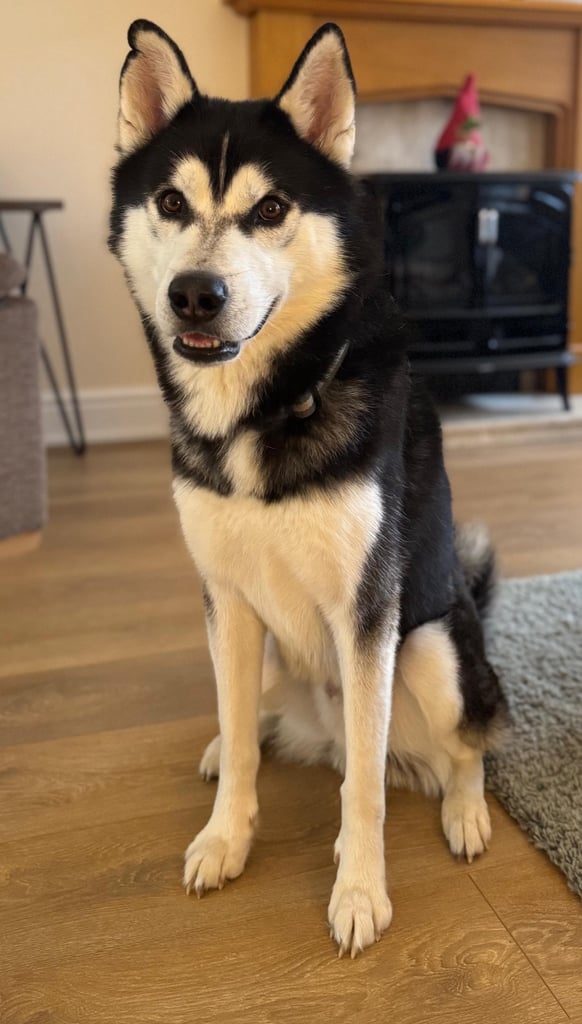 Husky