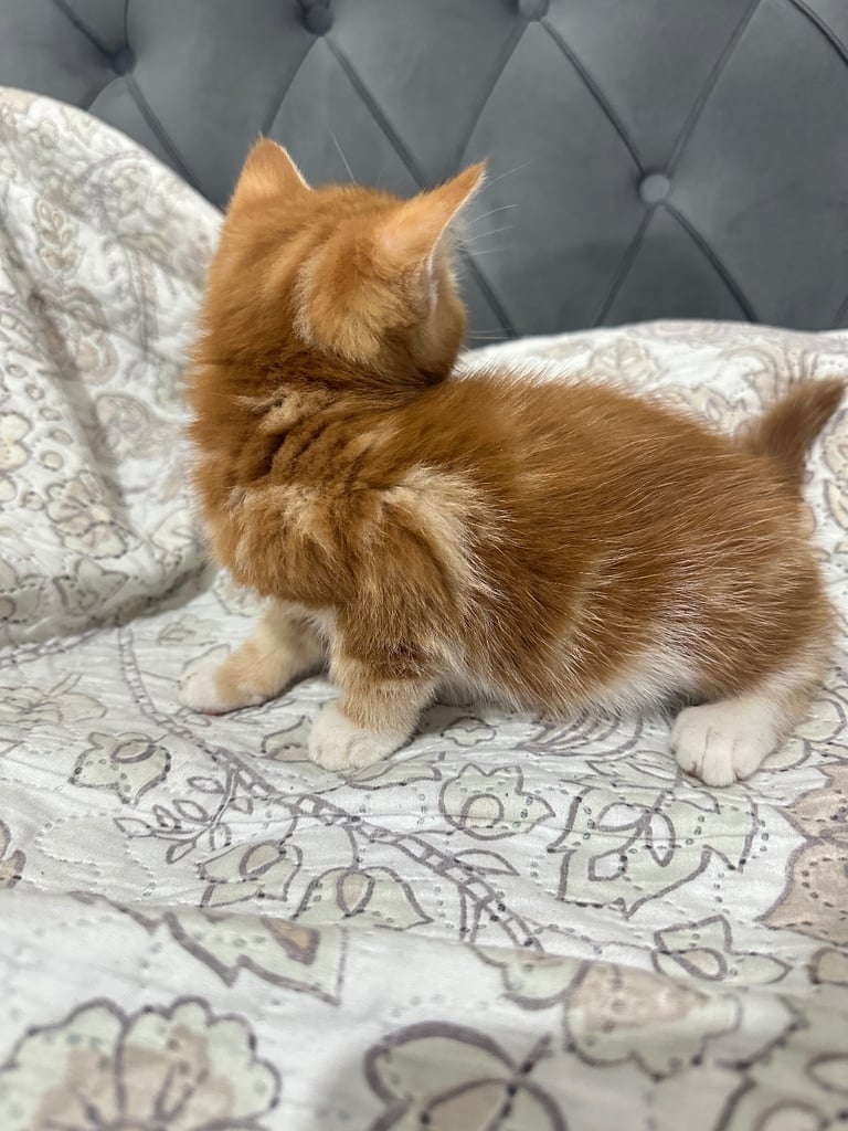 4 Beautiful Playful Kittens – Short Hair & Fluffy Persian Mixes