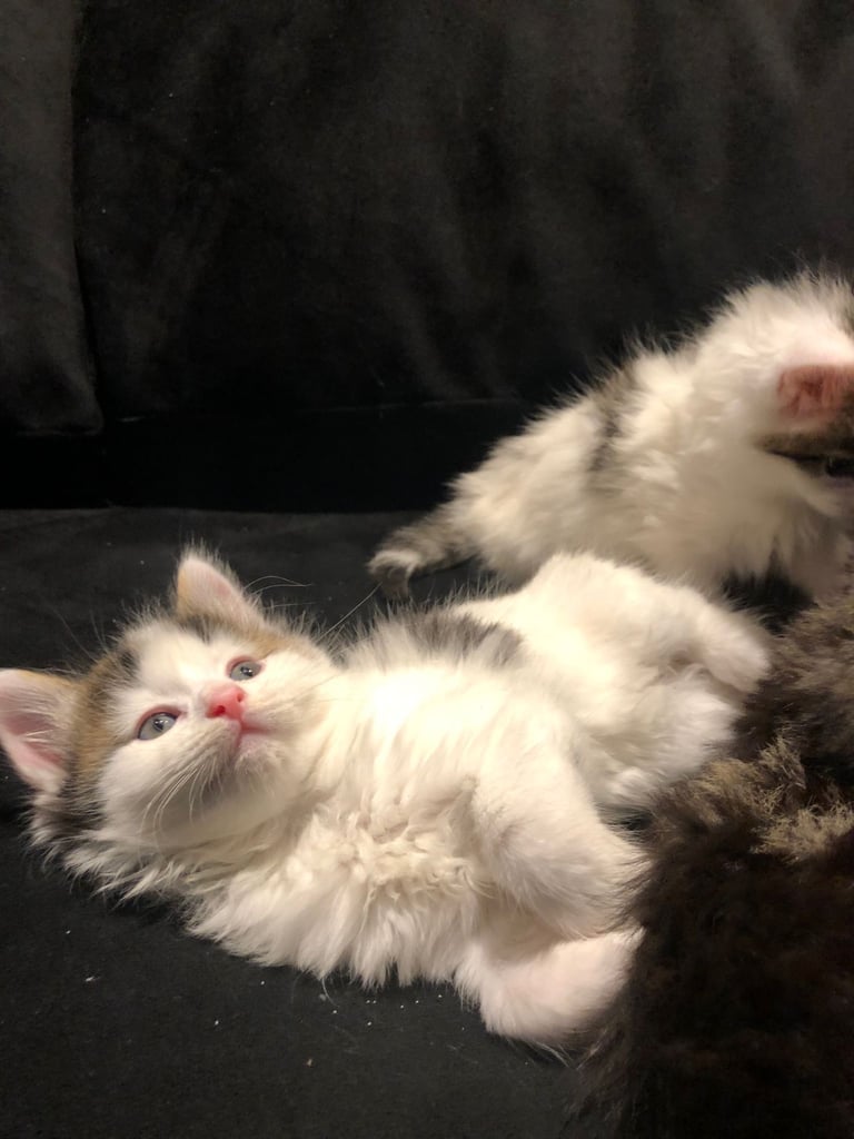 Maine coone / bengal. 