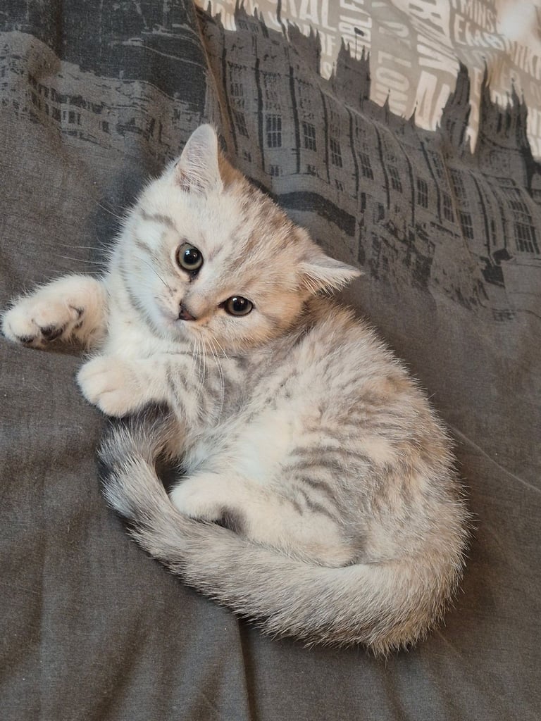 British shorthair kitten (FEMALE)