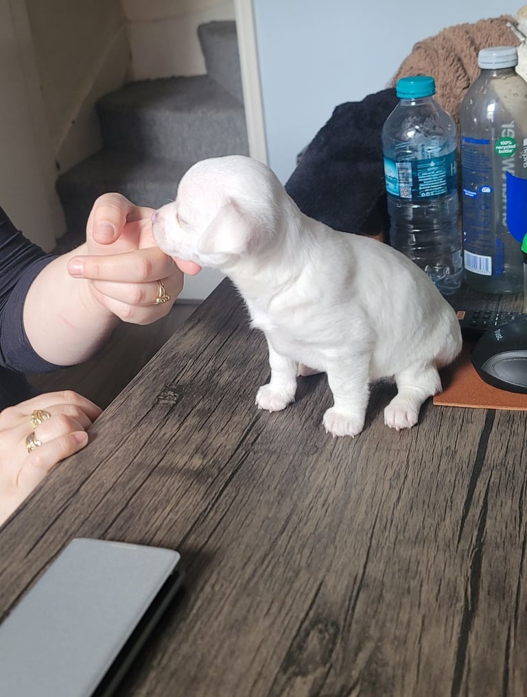 10 week old white chihuahua