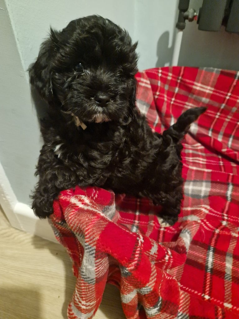 6 ADORABLE Teddy Shihpoos 