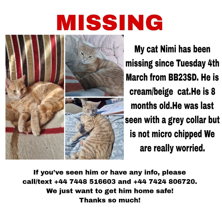 Missing cat