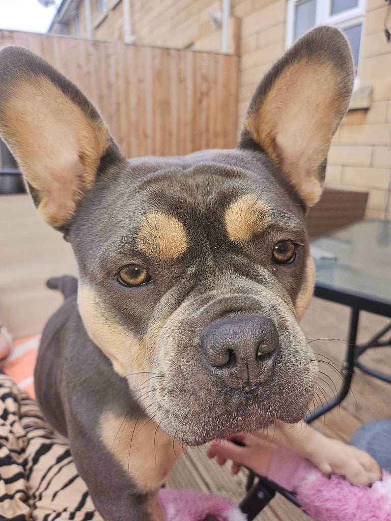 Beautiful girl needing forever home 