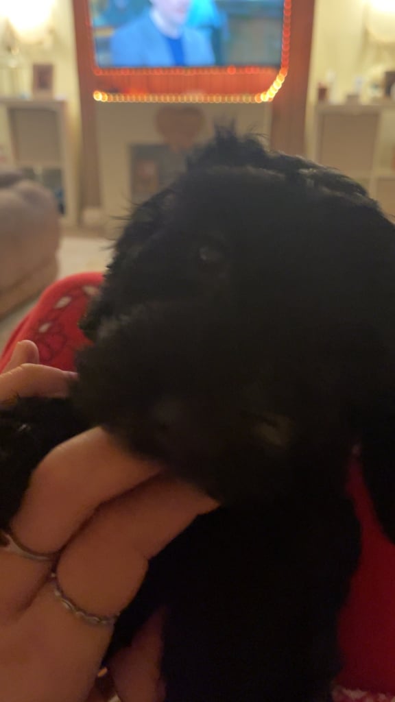 9 week old sproodle 