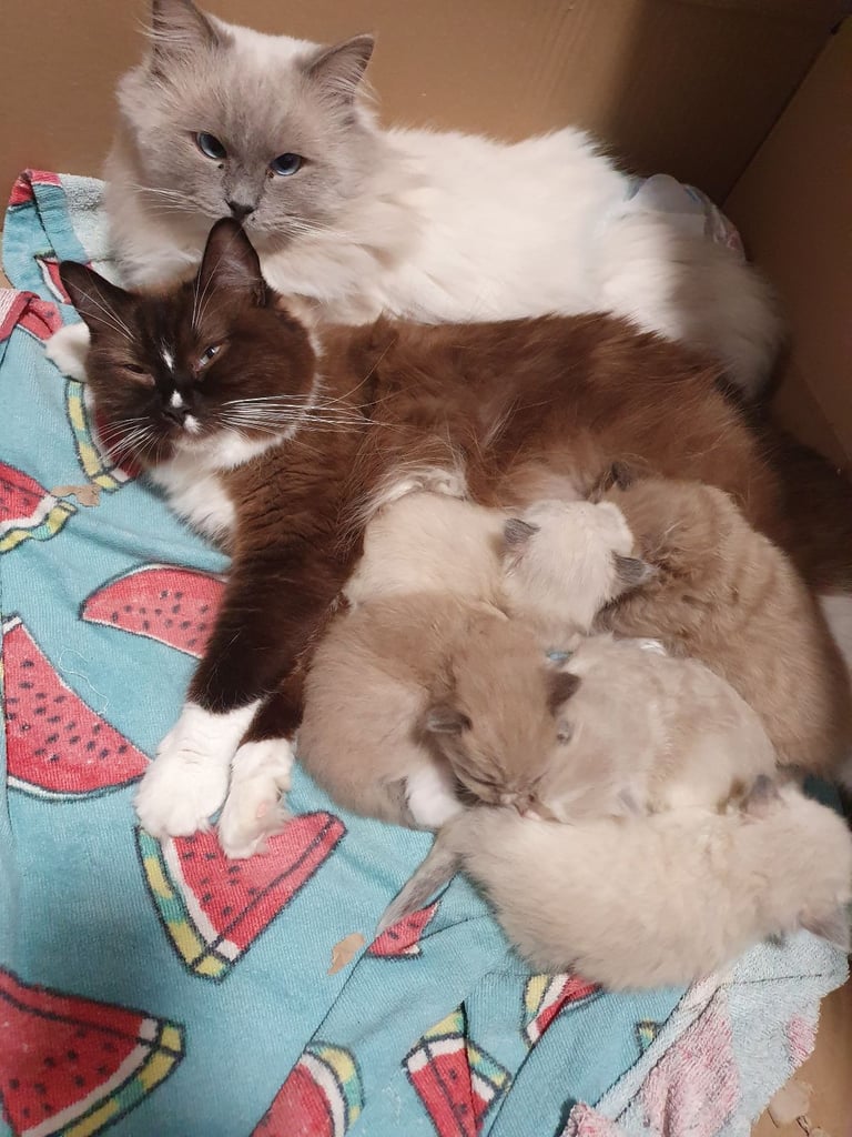 Super Rare green-eyed light mink ragdoll girl Ready now