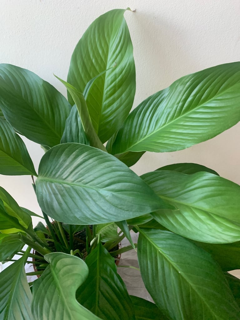 Peace Lily 
