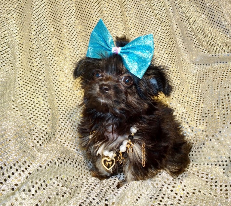 XXXXXXXXS Stunning Micro Tiny Black Blue & Tan Maltese X Chihuahua F1 Malchi Boy Puppy