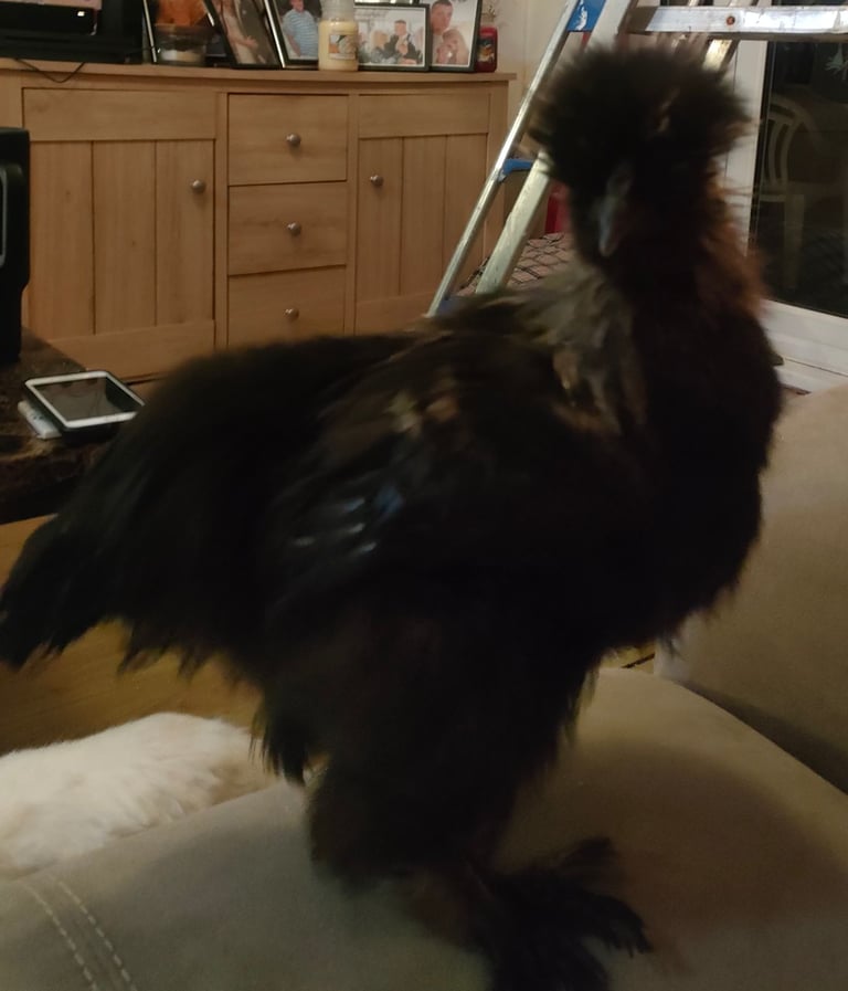 Black partridge silkie male hand reared