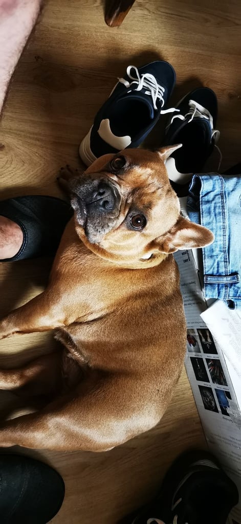 French Bulldog