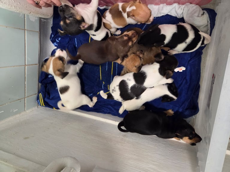 Jack russell pups 
