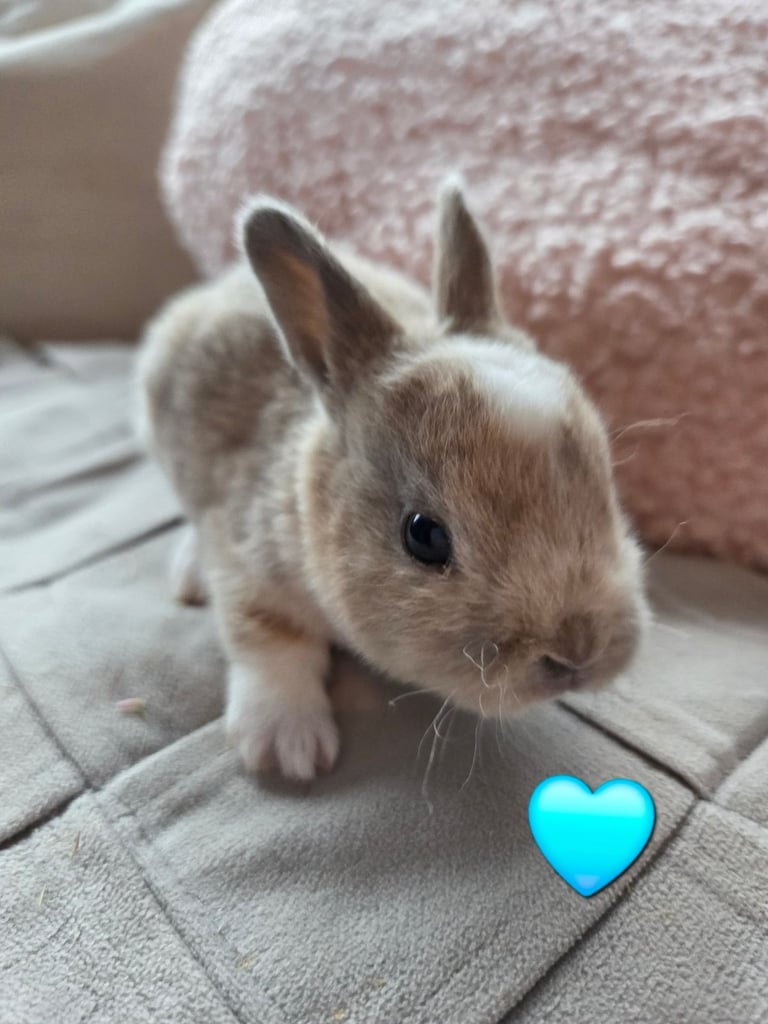 🐰 Beautiful mini rex babies 🐰