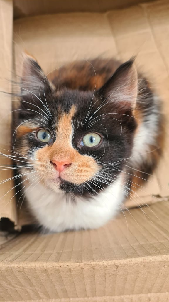 Female Kittens 10 weeks , ready for new home