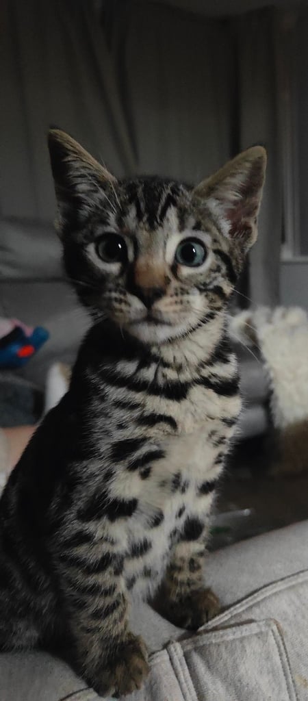 Charcoal/silver bengals