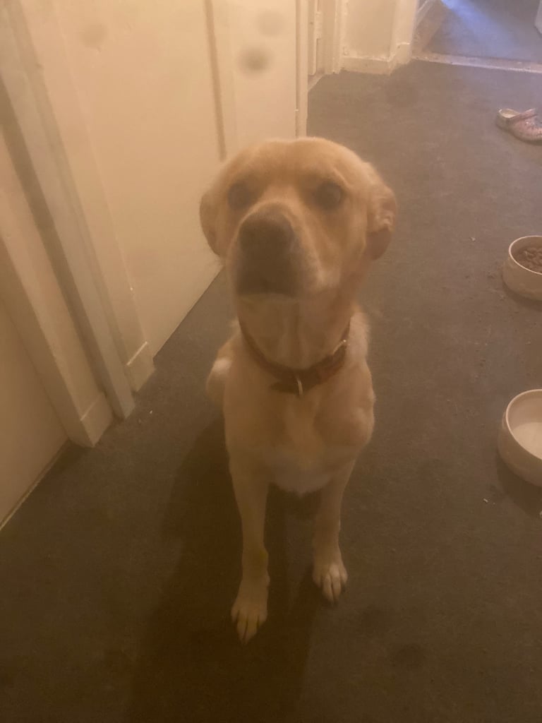 Lab cross