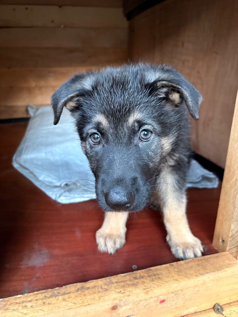 Stunning German Shepherd puppies