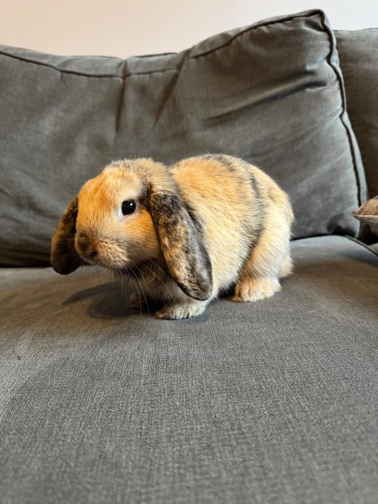 Beautiful Mini Lop Boy (Buck)