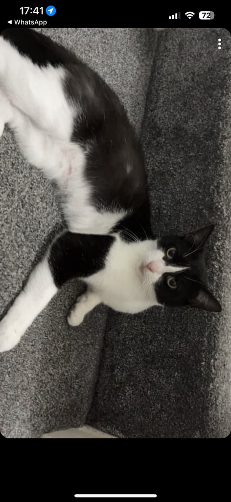 2 black and white cats 