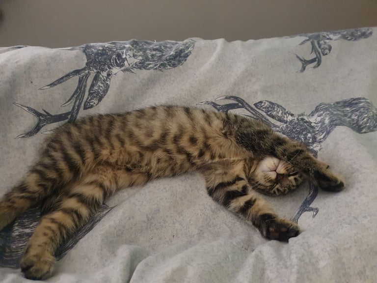 Gorgeous Girl kitten