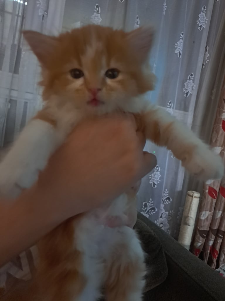 image for Absolutely stunning very fluffy ginger and white male kitten for sale 