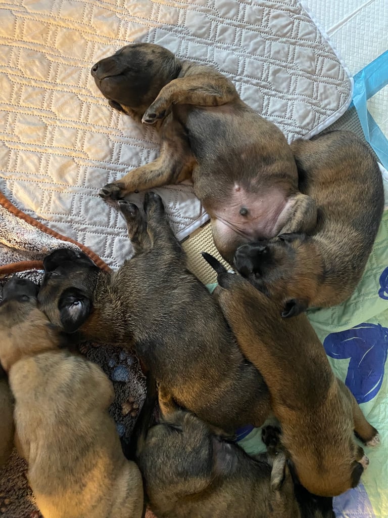 Belgium malinois x bull lurcher puppy’s 