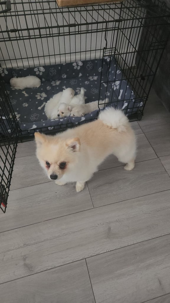 Pomeranian puppys 