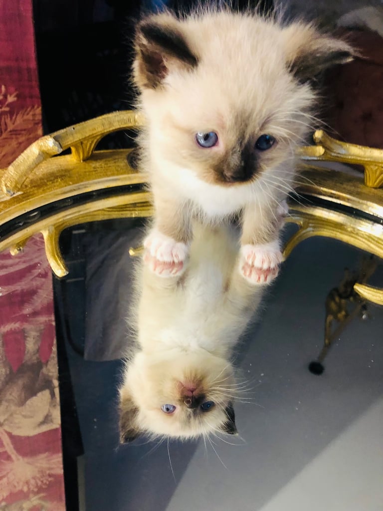 Ragdoll kitten