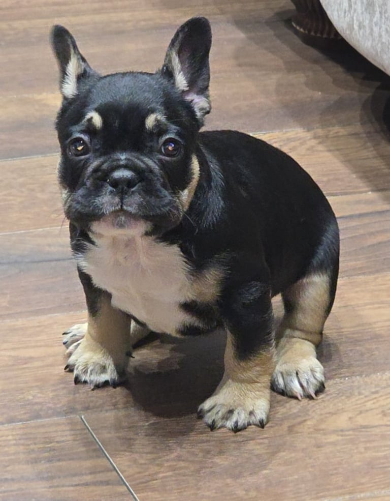 French bulldog puppys 