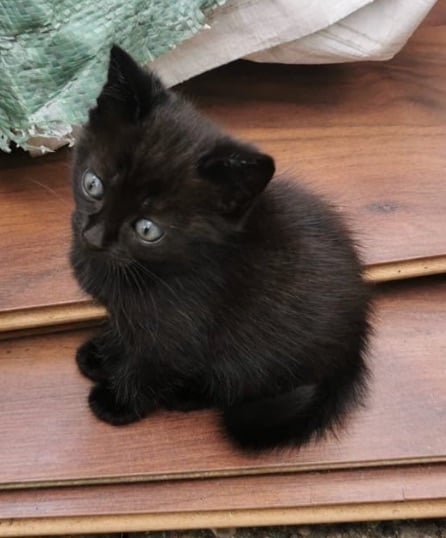 Persian kitten full brown and black