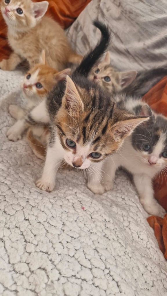 8 week old kittens 