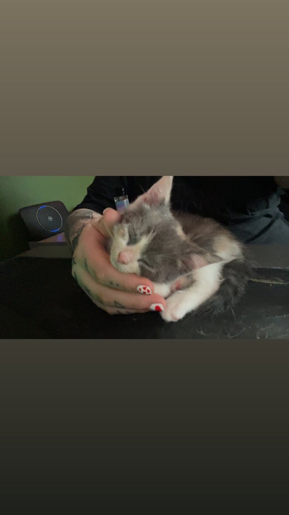 White, dilute calico kittens ready to go