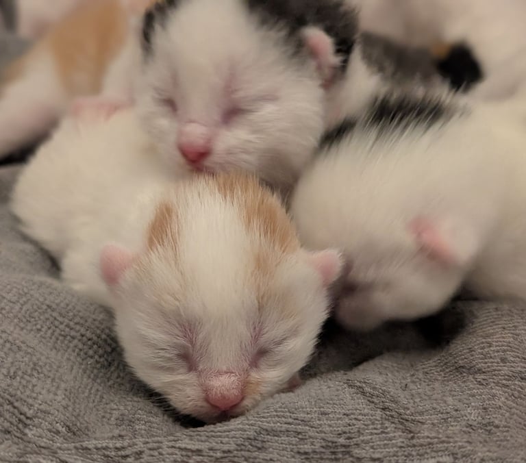 Kittens 