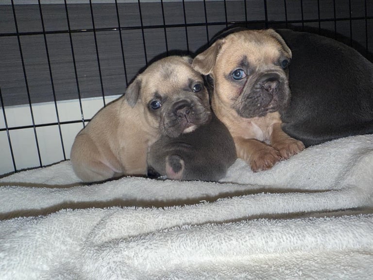 French Bulldog Puppies KC Reg