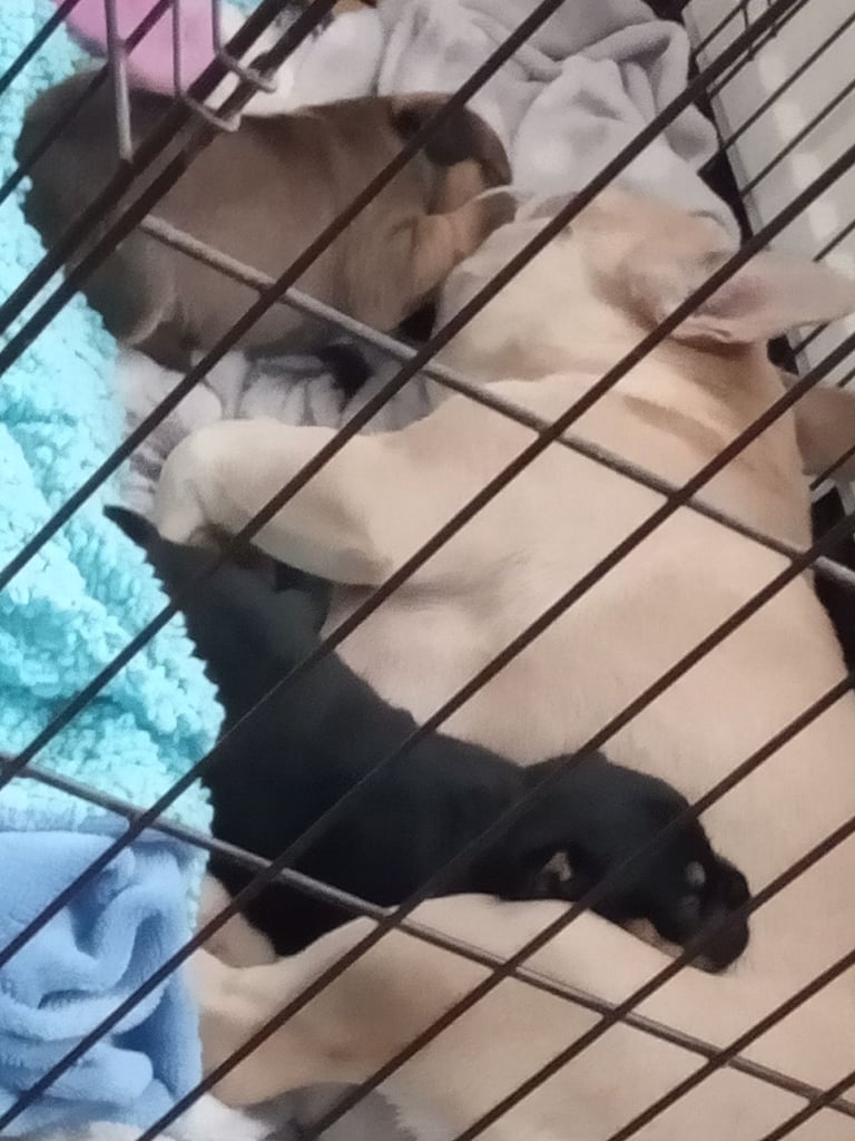 2 Female French bulldog x terrier mix 450 each