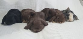 6 week baby bunnies 