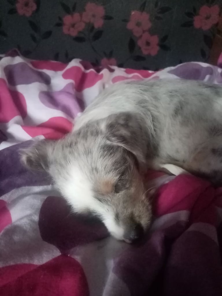 Dachshund miniture
