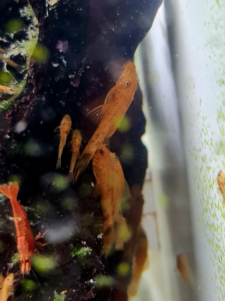 Super Red bristlenose plecos