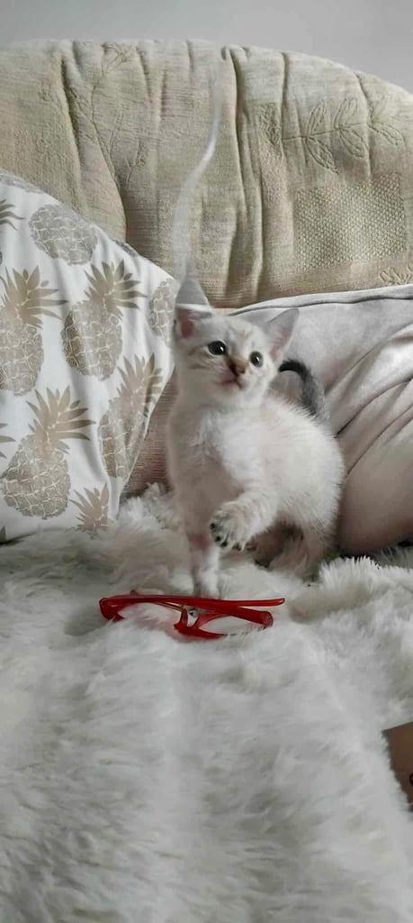 Maine coon cream kittens 