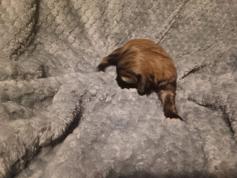 Beautiful dachshund cross cava-tzu for sale